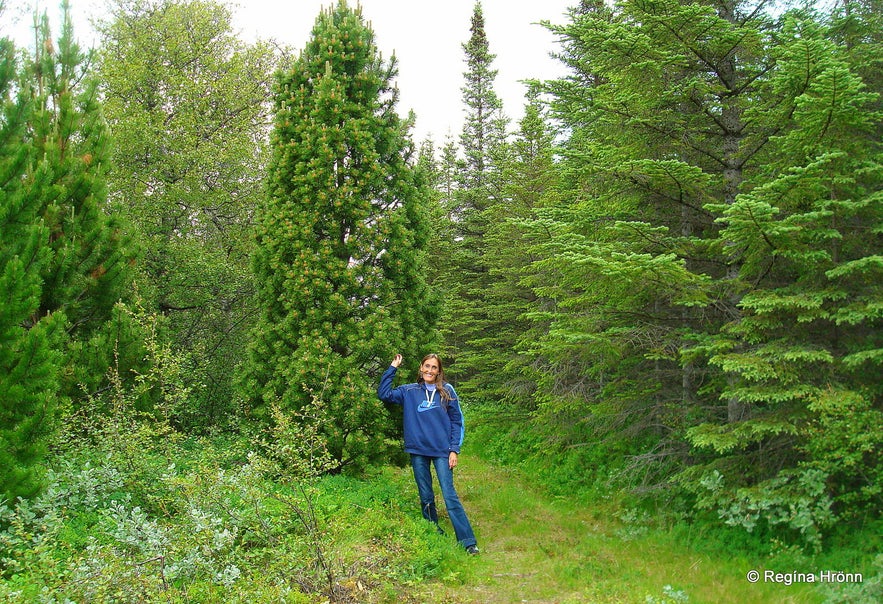 Regína in Hallormsstaðaskógur Forest in East-Iceland