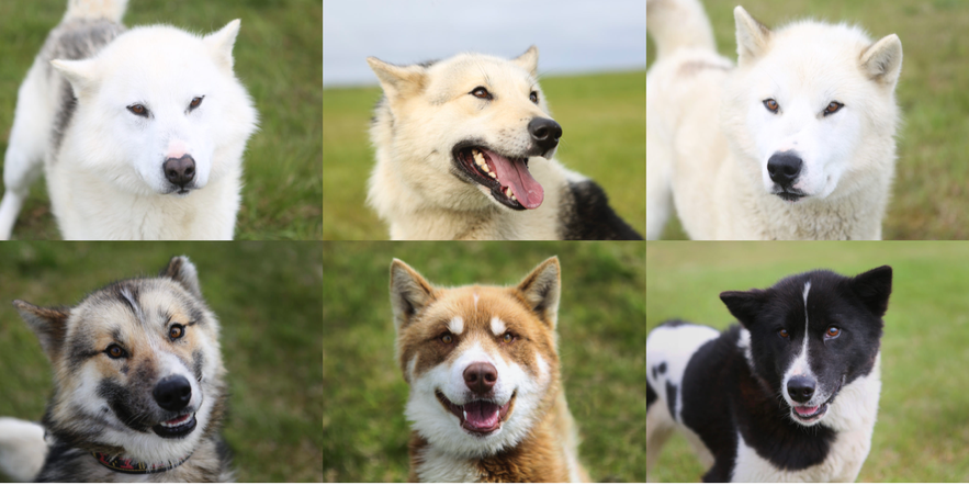 冰島Greenlandic Dog