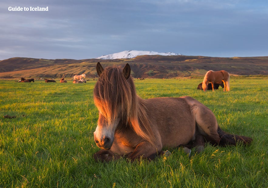 Hekla is easy to see throughout much of South Iceland.