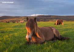 Hekla is easy to see throughout much of South Iceland.