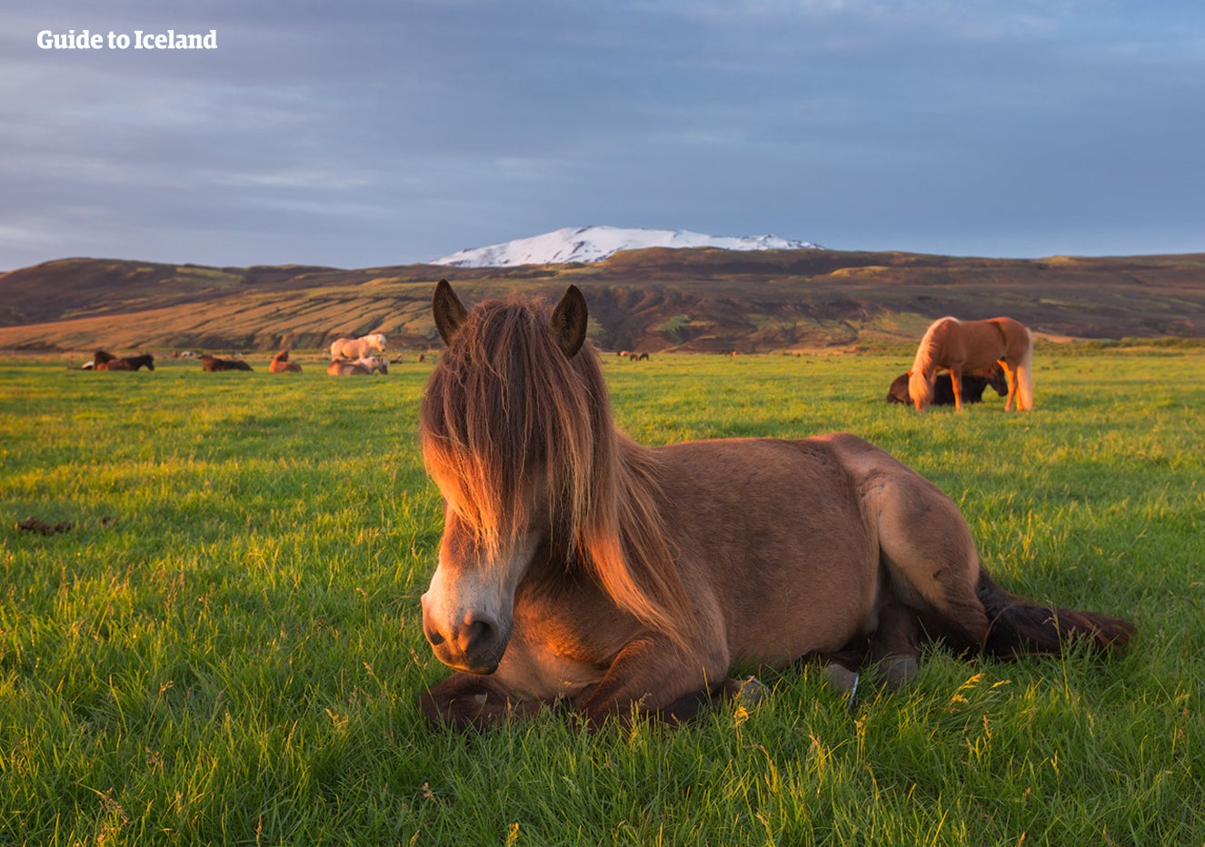 Hekla _ Mountain%2FVolcano%2FHorses _ South _ Summer _ WM.jpg