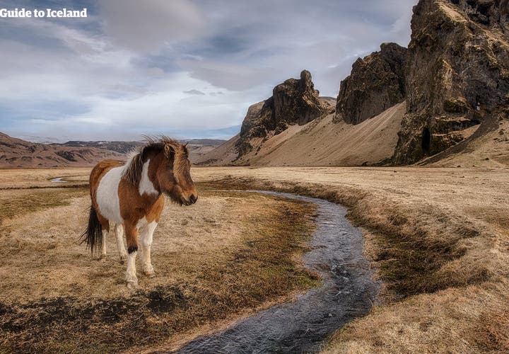 The National Icelandic Horse Competition 2018