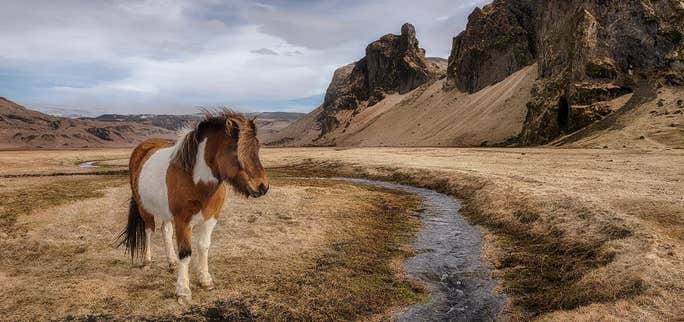 The National Icelandic Horse Competition 2018