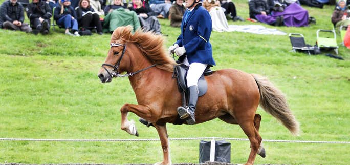 The National Icelandic Horse Competition 2018