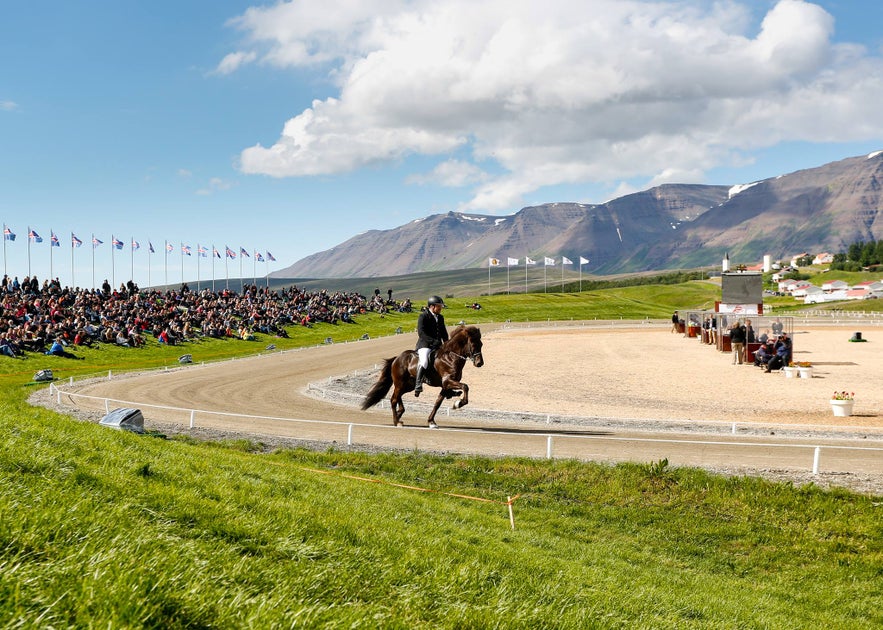 A rider at Landsmót Hestamanna, the Icelandic Horse Competition.