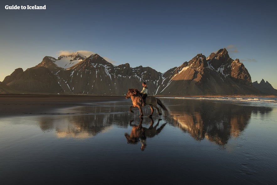 An Icelandic Horse 'tölting'.