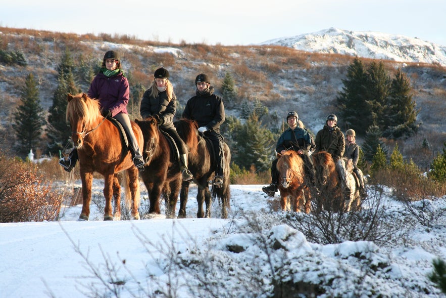 Icelandic horses are the country's most iconic animal; there are are riding tours suitable for both newcomers and experienced riders.