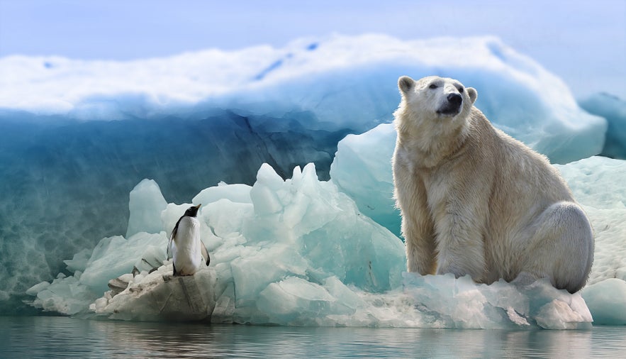 These guys will never get to live in Iceland. Shame. 