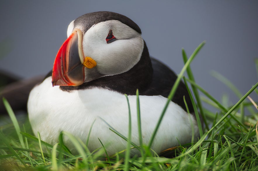 Een charmante papegaaiduiker nestelt in het gras