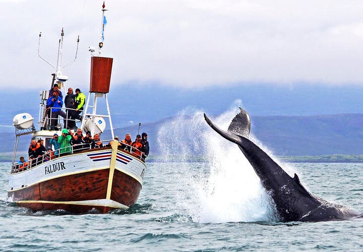Protecting Iceland's Whales | How To Help