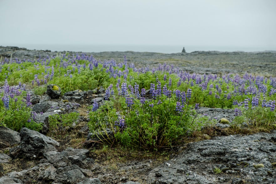 Lupinen auf der Halbinsel Reykjanes