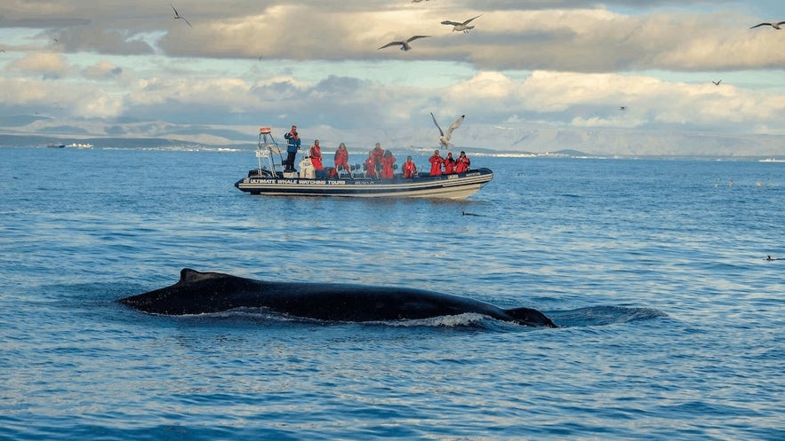 It is possible to go whale watching in Iceland on a number of different sized vessels. 