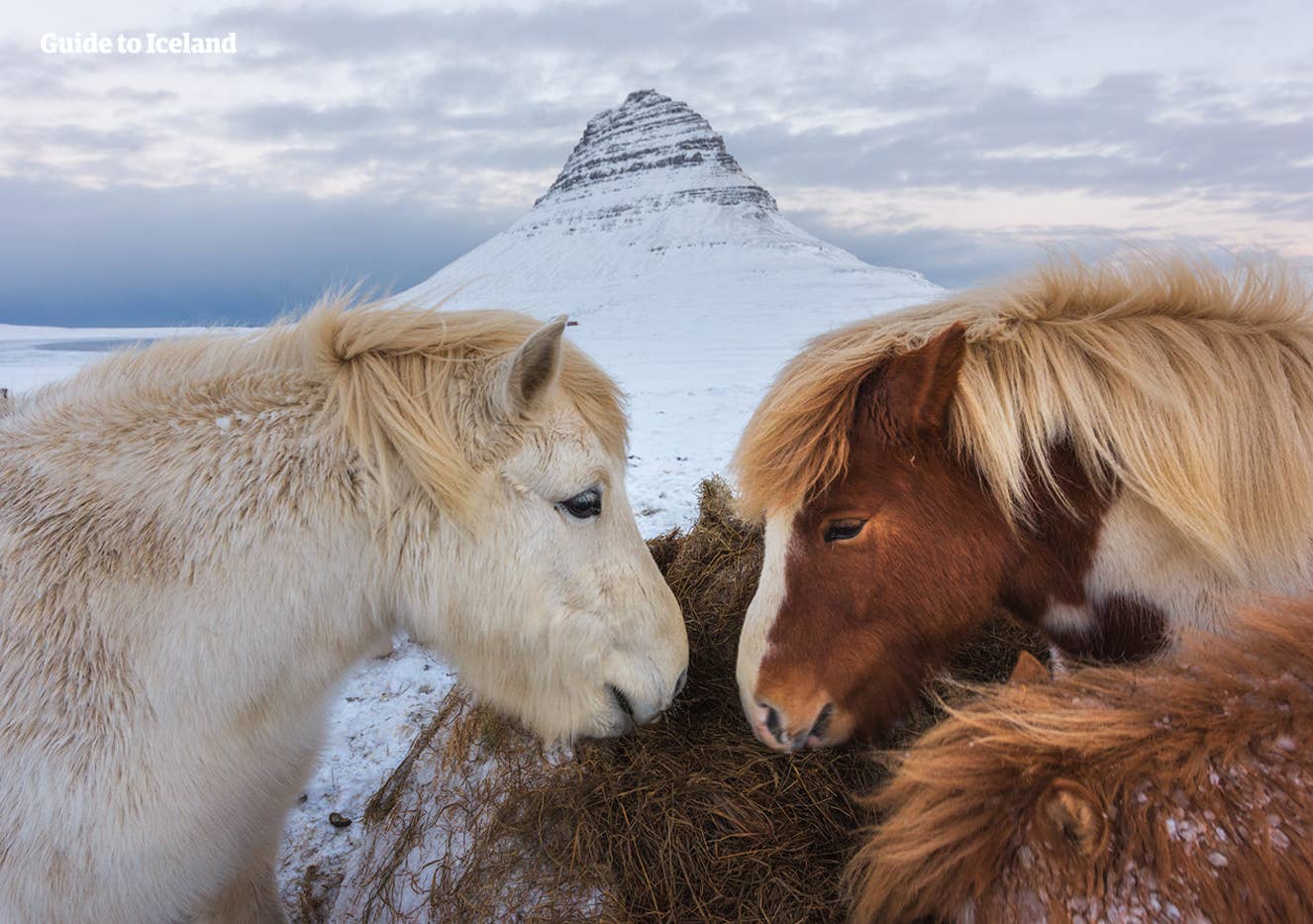 Konie islandzkie przed górą Kirkjufell na półwyspie Snæfellsnes.