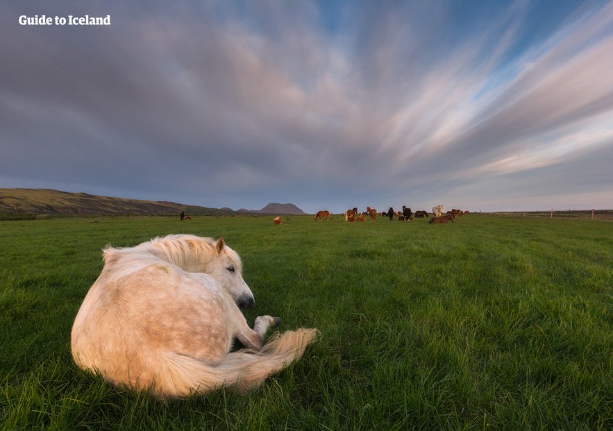 Icelandic horse resting in green fields near Hvolsvollur, South Iceland, with grazing horses and open countryside.