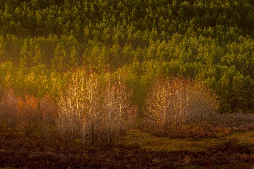 Autumn colours at Hvaleyrarvatn in October last year