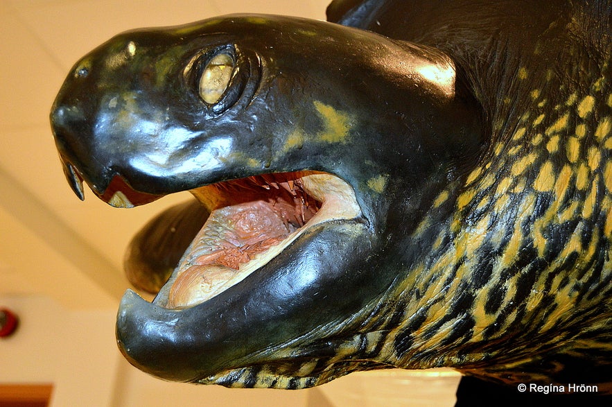 A huge sea turtle found by Iceland A huge sea turtle found by Iceland