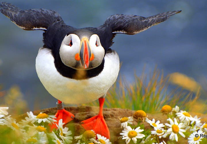 A puffin at Látrabjarg Westfjords of Iceland