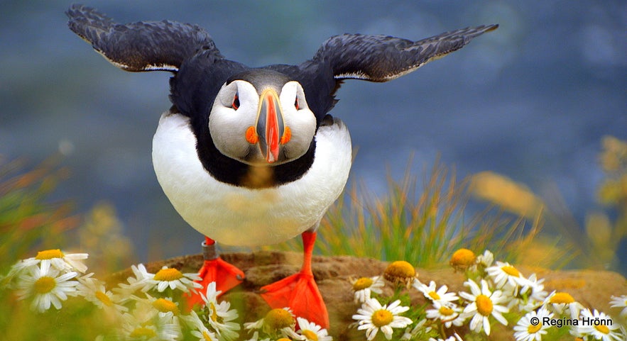 A puffin at Látrabjarg Westfjords of Iceland