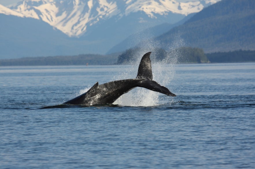 Observation de baleines à Akureyri