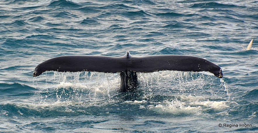 Whale watching in Iceland