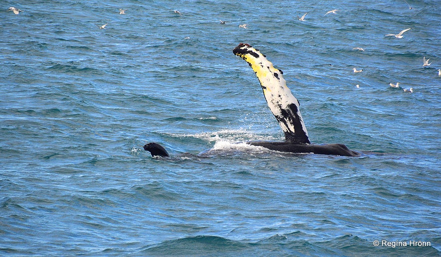 Humpback whale in Iceland