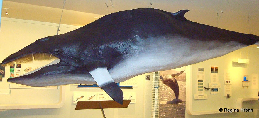 Whales at the whale museum in Húsavík