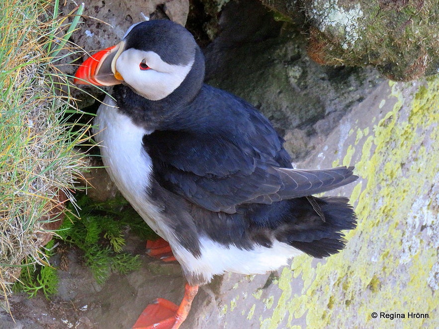 A Puffin at Tjörnes peninsula North-Iceland