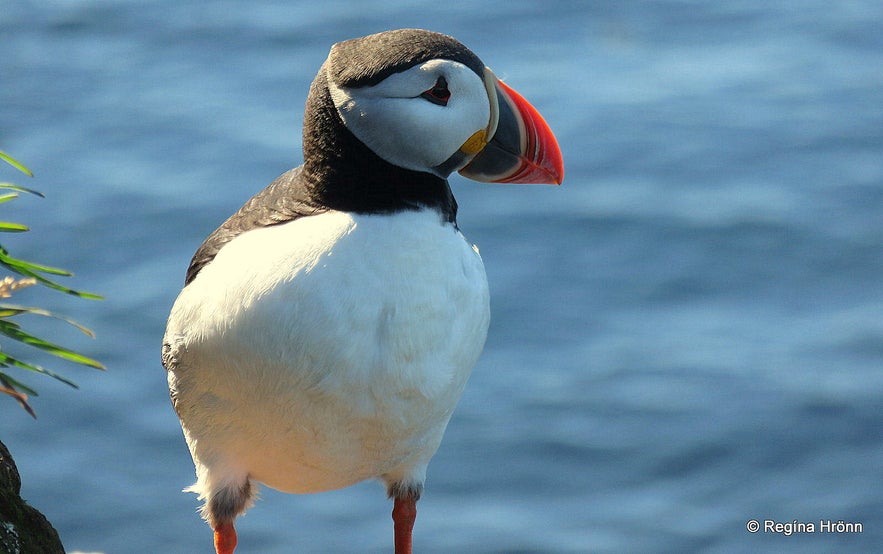 A puffin at Tjörnes peninsula