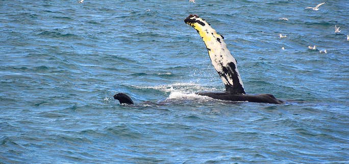 Whale Watching and Sea Angling from Reykjavík Harbour with Reykjavík Sailors