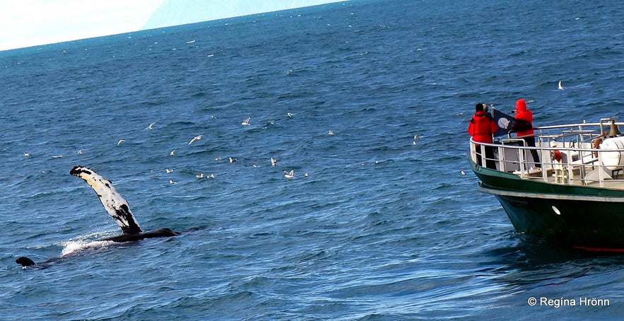 Whale Watching and Sea Angling from Reykjavík Harbour with Reykjavík Sailors