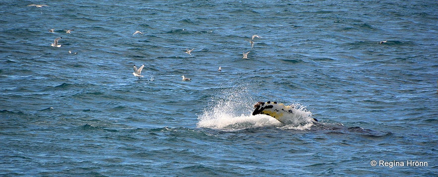 The fin of a humpback whale in Iceland