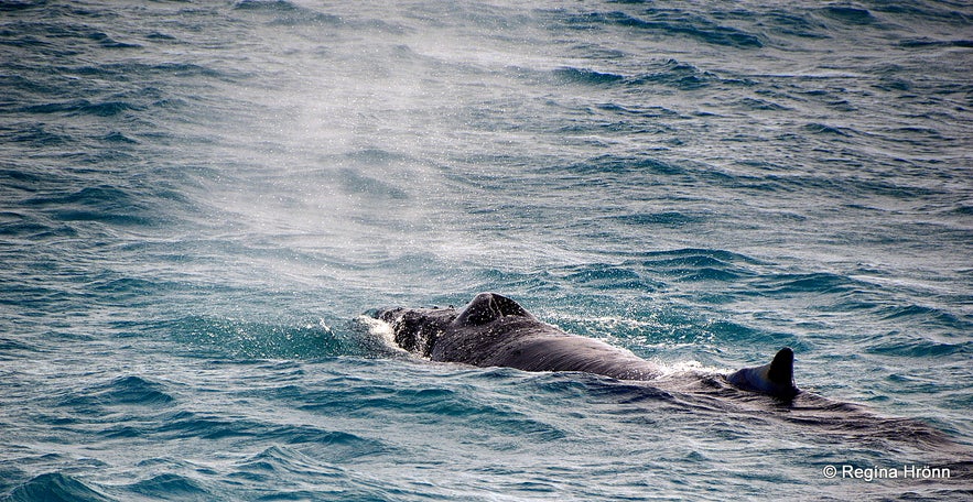 Whale watching in Reykjavík