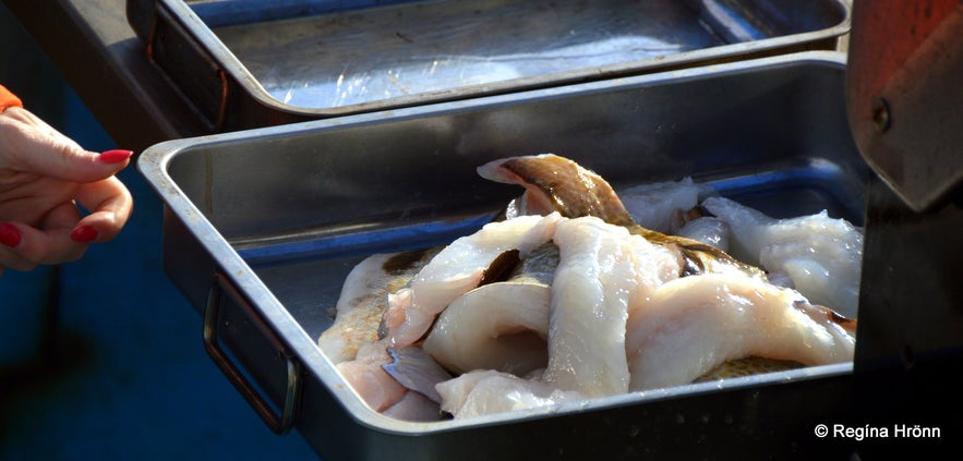 Fish fillets ready to be prepared on board the whale watching boat