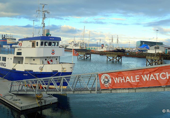 Whale Watching and Sea Angling from Reykjavík Harbour with Reykjavík Sailors