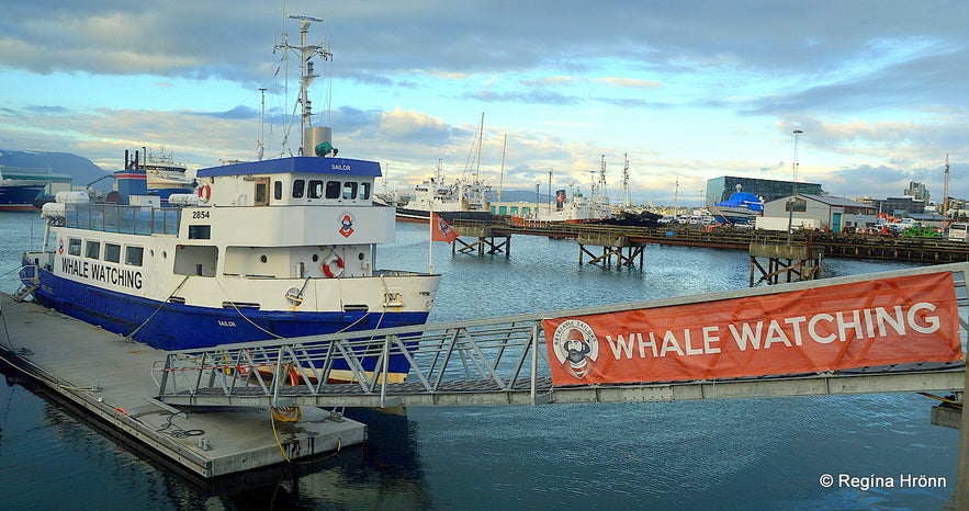 Whale Watching and Sea Angling from Reykjavík Harbour with Reykjavík Sailors