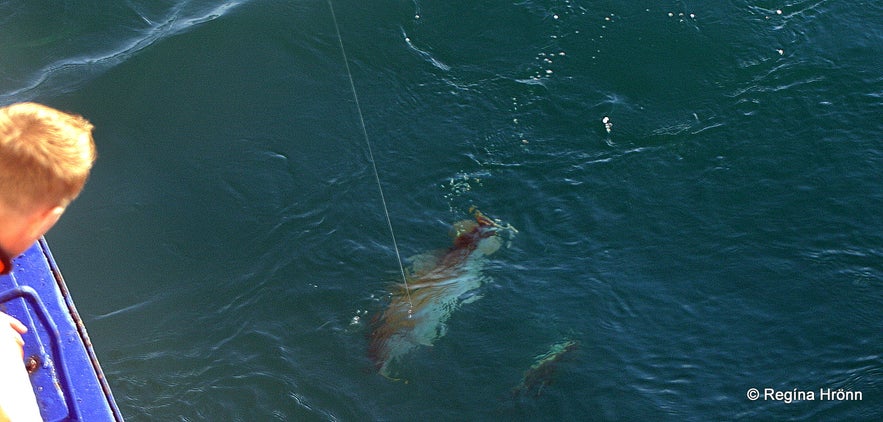 Sea angling on the whale watching boat