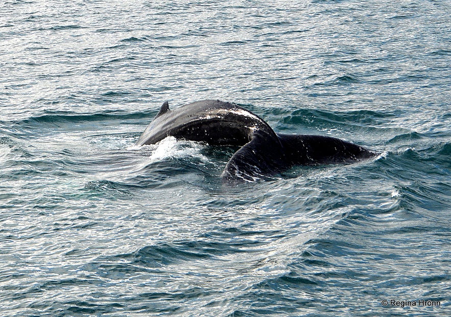 Whales on a whale watching tour from Akureyri