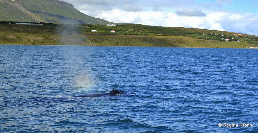 Whale Watching Tour from Akureyri in North-Iceland