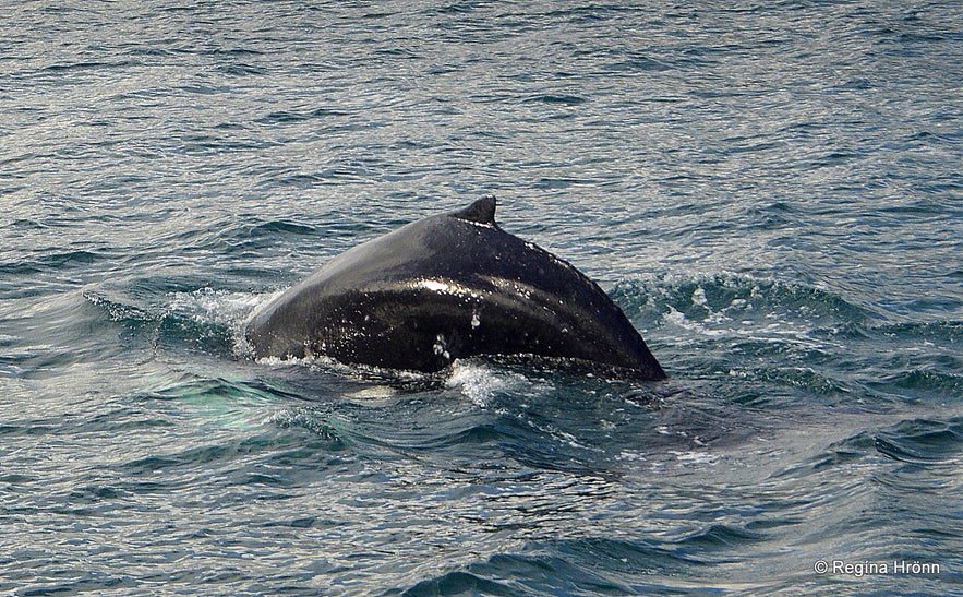 Whale Watching Tour from Akureyri in North-Iceland