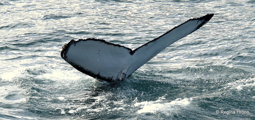 Whale Watching Tour from Akureyri in North-Iceland