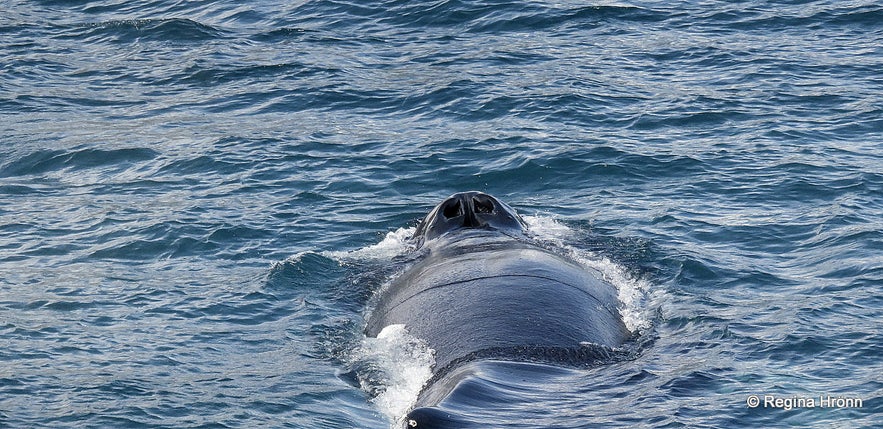 Whale Watching Tour from Akureyri in North-Iceland