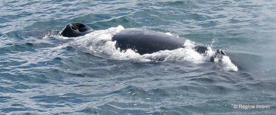 Whale Watching Tour from Akureyri in North-Iceland