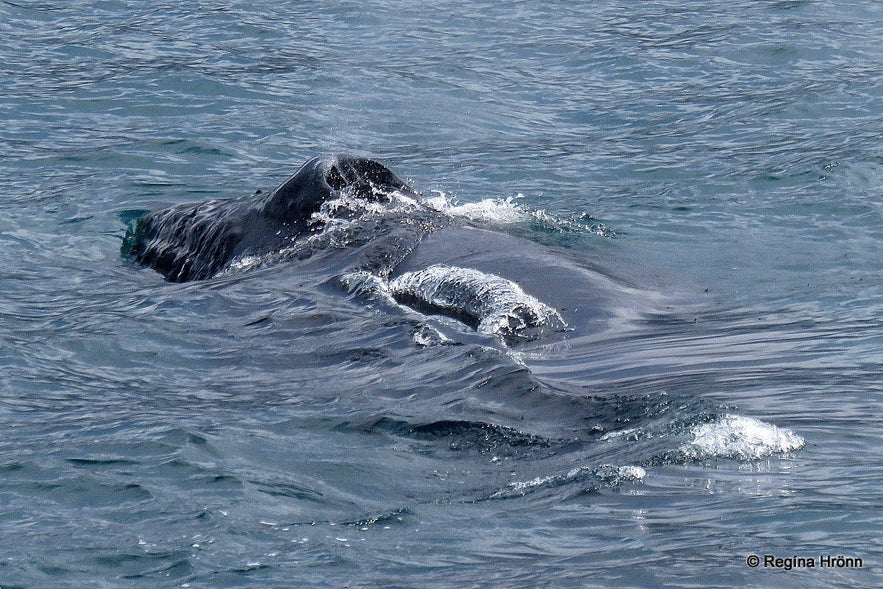 Whale Watching Tour from Akureyri in North-Iceland