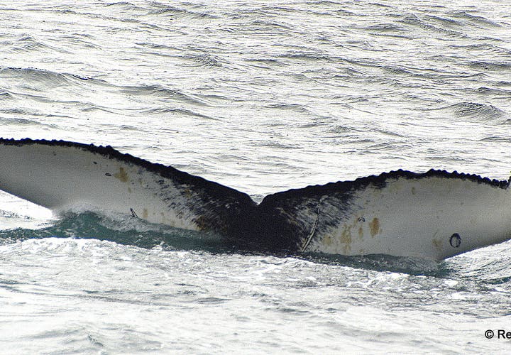 Whale Watching from Hólmavík in the Westfjords Region of Iceland with Láki Tours
