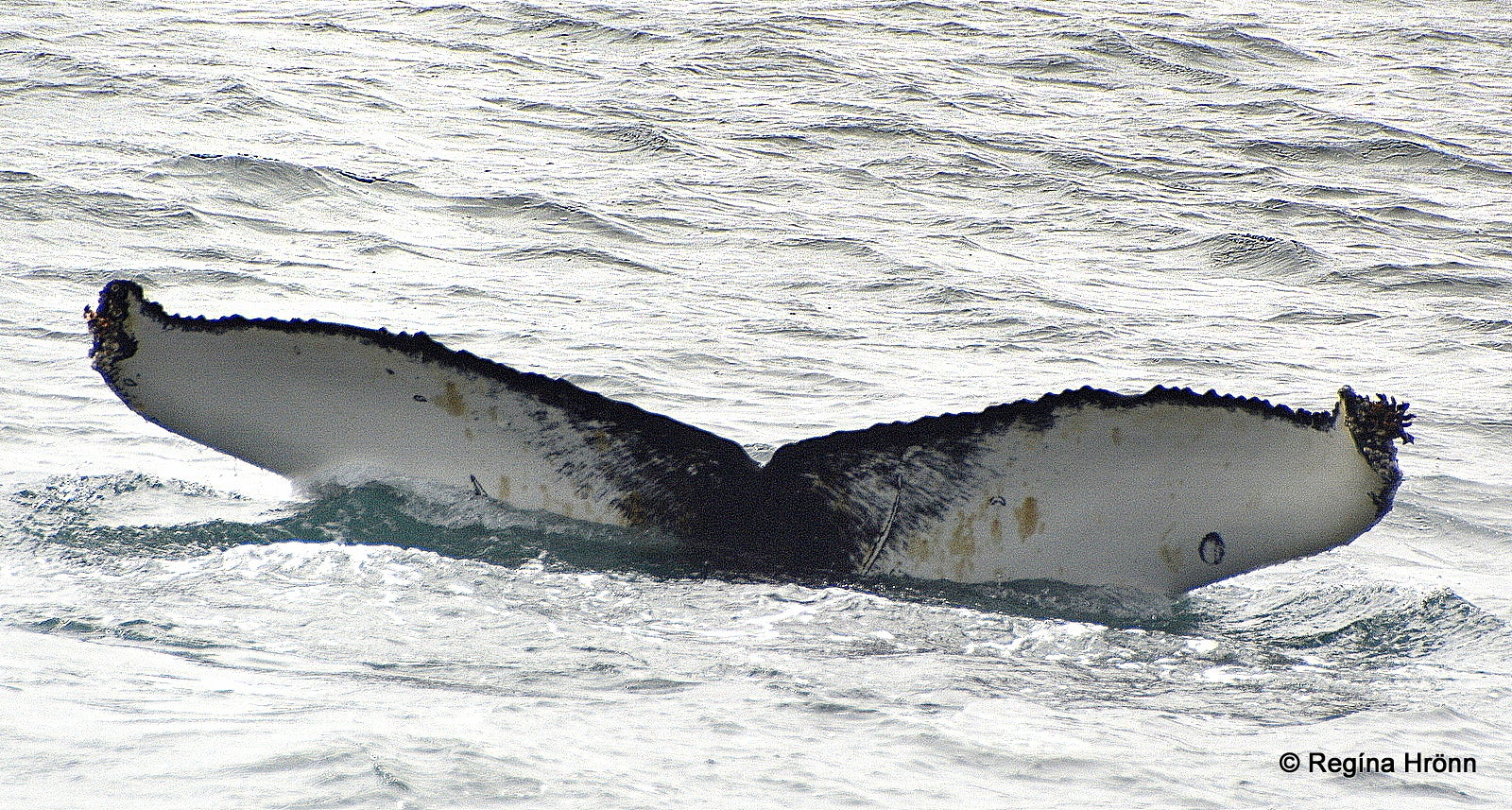 Whale Watching from Hólmavík in the Westfjords Region of Iceland with Láki Tours