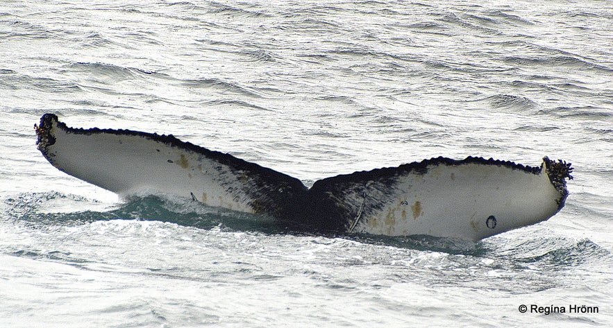 A whale fluking