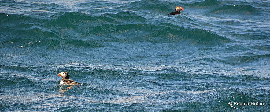 Puffins in the sea