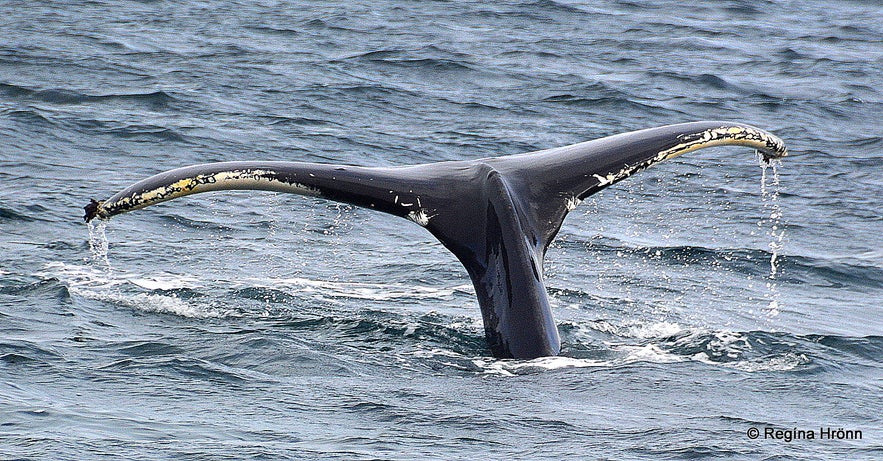 A whale diving in Steingrímsfjörður