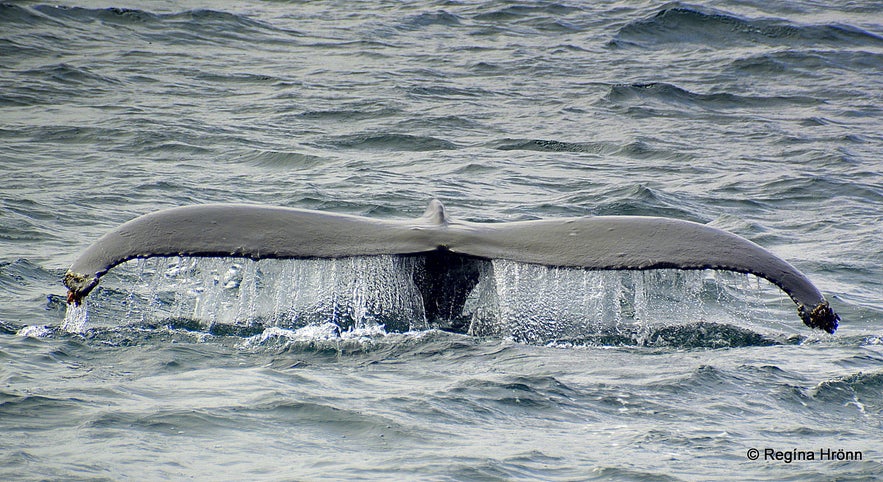 Whales on the tour