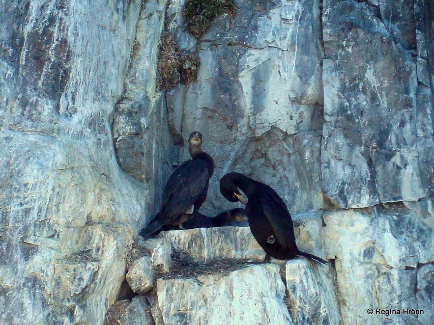 Birdlife in Breiðafjörður bay, west Iceland